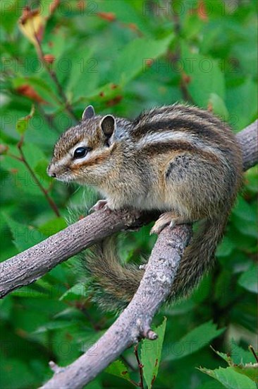 Siberian Chipmunk