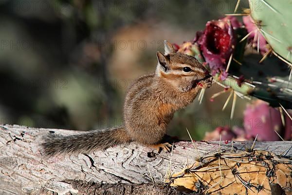 Cliff chipmunk