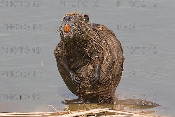 Adult nutria