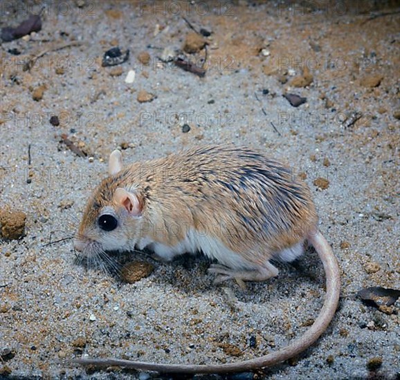 Egyptian gerbil