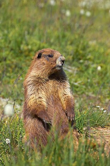 Olympic marmot