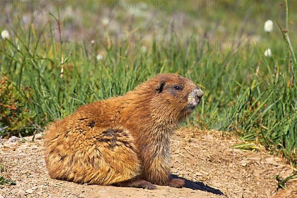 Olympic marmot