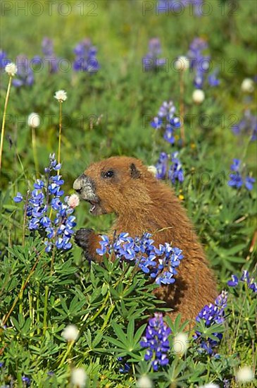 Olympic marmot