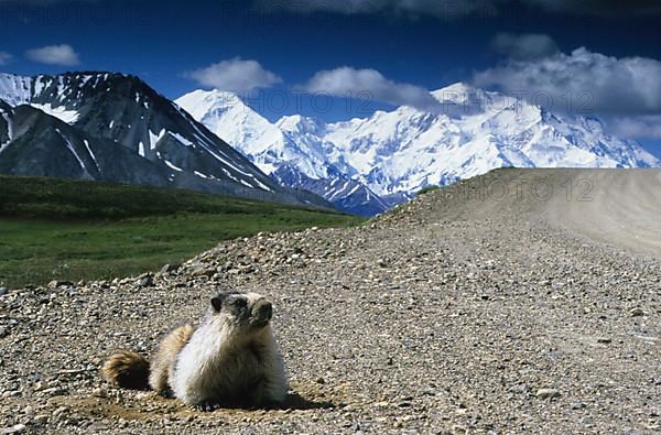 Hoary marmot