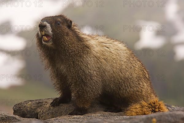 Hoary Marmot