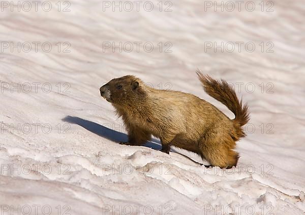 Hoary Marmot