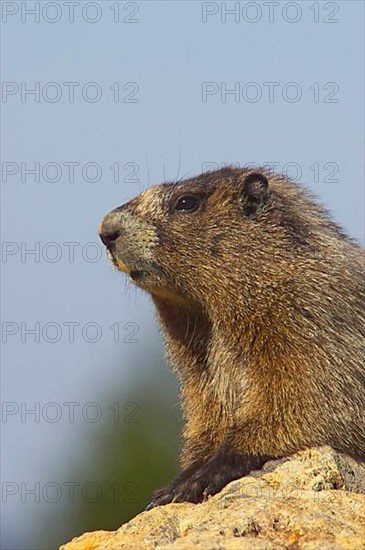 Hoary marmot