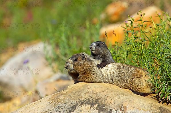 Hoary marmot