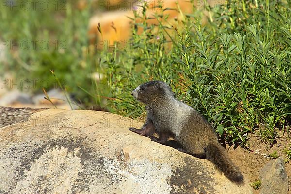 Hoary marmot