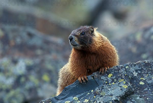 Yellow-bellied marmot