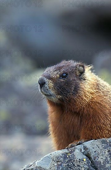 Yellow-bellied marmot