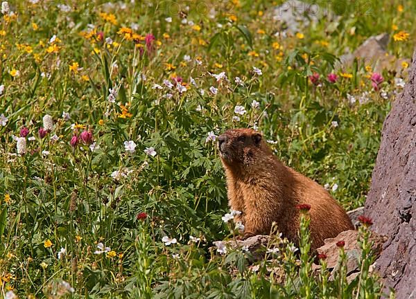 Yellow-bellied Marmot