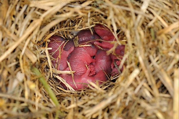 Wood Mouse