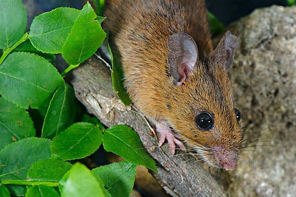 Yellow-necked mouse