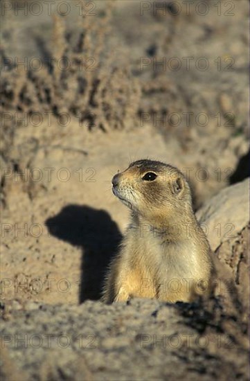 White-tailed prairie dog