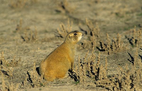 White-tailed prairie dog