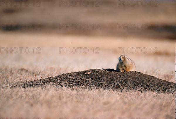 Black-tailed Prairie Dog