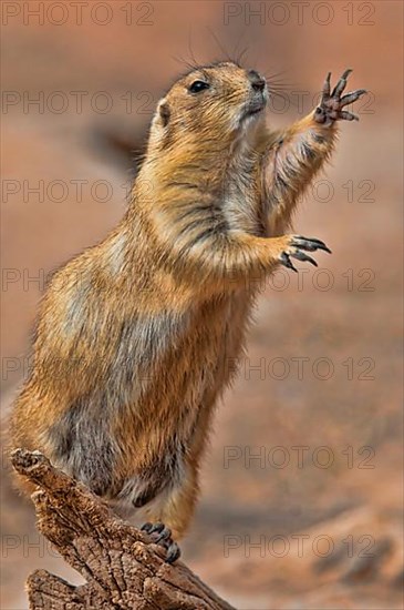 Black-tailed prairie dog