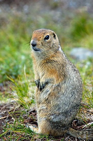 Arctic ground squirrel