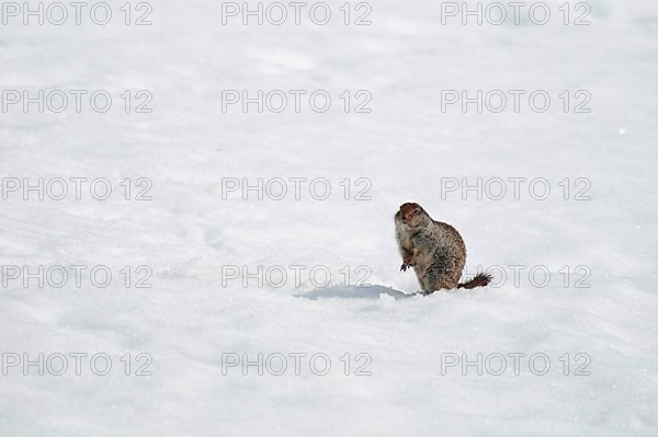 Arctic ground squirrel