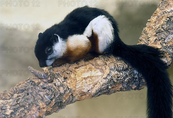 Malayalan Giant Squirrel