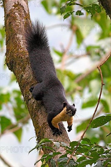 Black Giant Squirrel