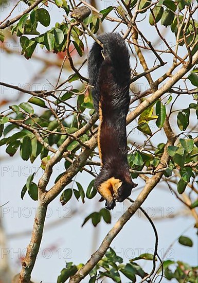 Black giant squirrel