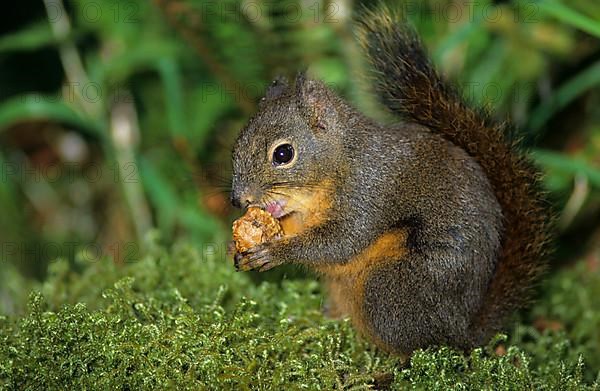 Douglas squirrel