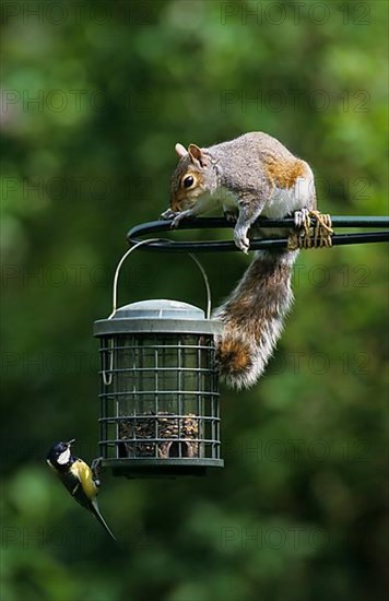 Eastern gray squirrel