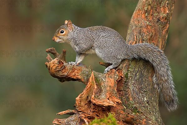 Eastern gray squirrel