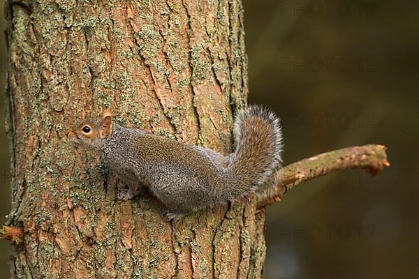 Eastern gray squirrel