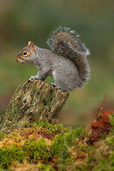 Eastern gray squirrel