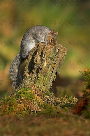 Eastern eastern gray squirrel