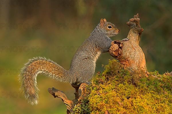 Eastern gray squirrel