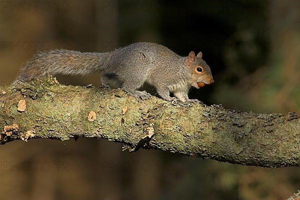 Eastern gray squirrel