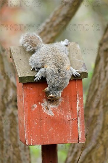 Eastern gray squirrel