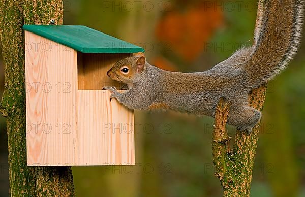 Eastern eastern gray squirrel