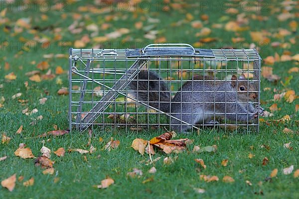 Eastern eastern gray squirrel