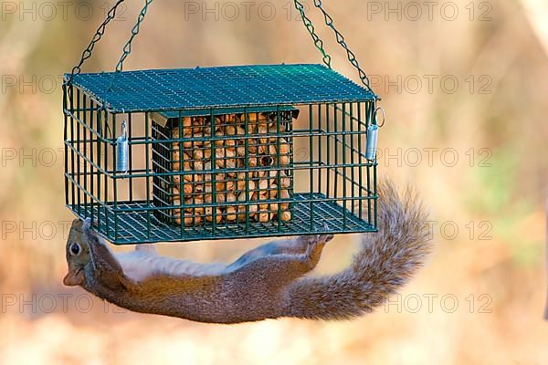 Eastern Grey Squirrel