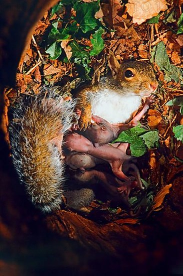 Eastern Grey Squirrel