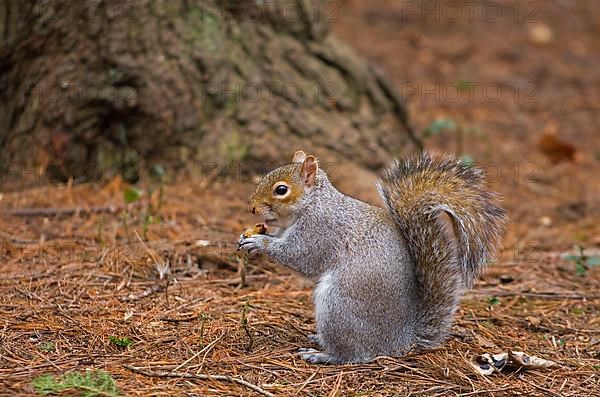 Eastern Grey Squirrel