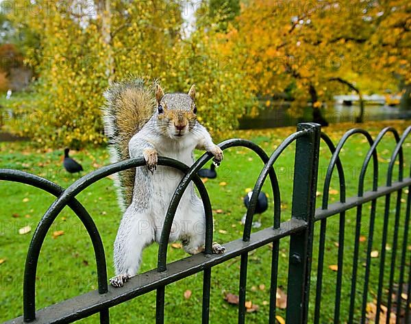 Eastern eastern gray squirrel