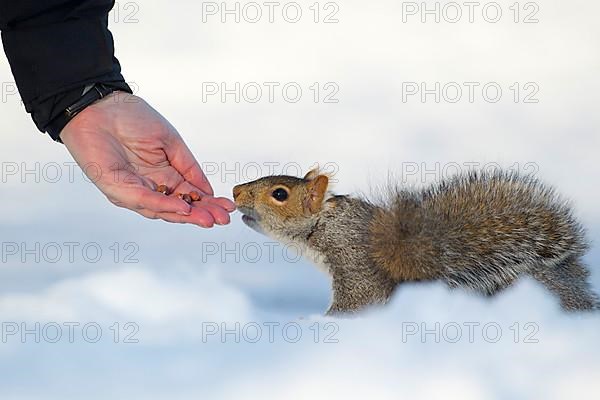 Eastern Grey Squirrel