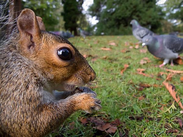 Eastern Grey Squirrel