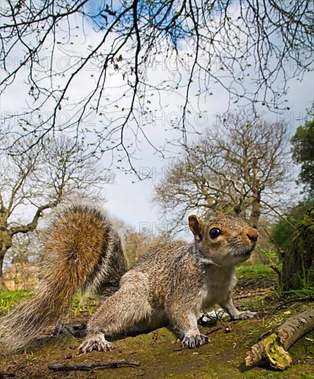 Eastern eastern gray squirrel