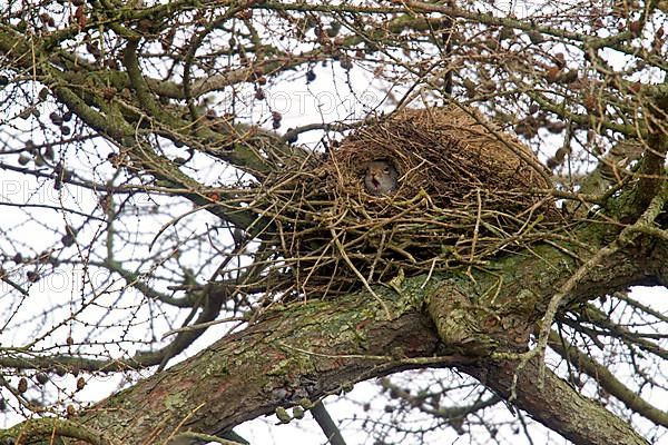 Eastern eastern gray squirrel