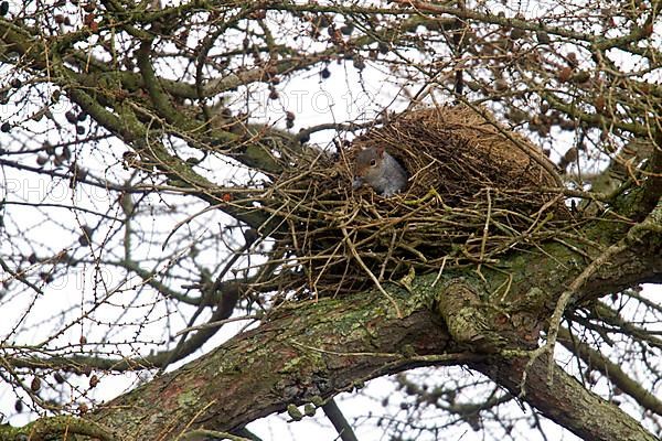 Eastern eastern gray squirrel