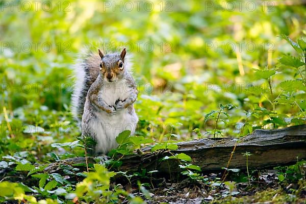 Eastern Grey Squirrel