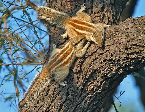 Northern northern palm squirrel