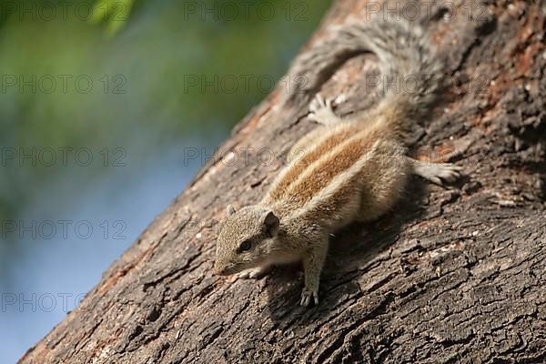 Northern northern palm squirrel